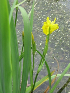 Iris des marais dans l'étang de Plain de Saigne