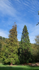 Au Pré des Clées, un thuya et un sequoia géant