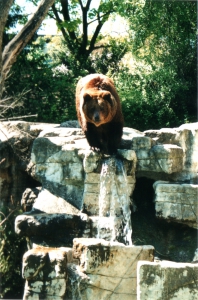Un ours brun