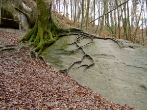 Une sculpture naturelle intitulée:  des racines sur la molasse...