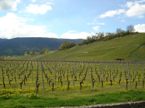 Le vignoble