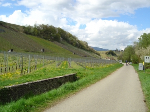 Le chemin longeant le vignoble