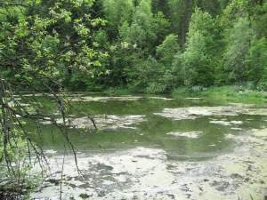 Pollens sur l'étang de Bollement