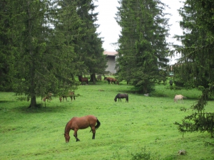 Image des Franches-Montagnes