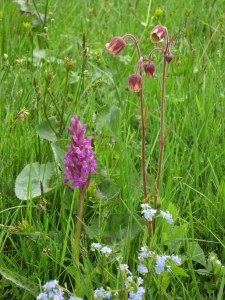 Orchis tacheté et benoîte des ruisseaux