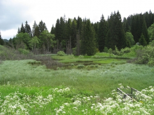 Marécage à Plain de Saigne