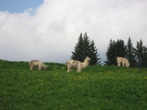 Lamas