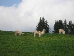 Lamas