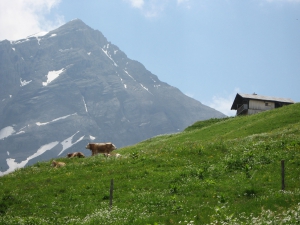 Vache à 2 têtes et Chlys Hüri