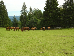 Des chevaux, juste à côté de la centrale éolienne