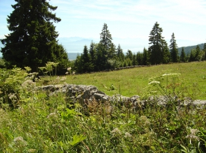 Paysage typique du Jura vaudois