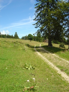 Le Sentier à travers les pâturages