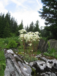 Saxifrage paniculée