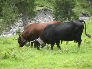 Bovins cornus dans le Vallon de Nant