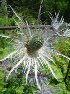 Chardon bleu (Panicaut des Alpes)