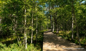 Tourbières du Marais Rouge des Ponts-de-Martel