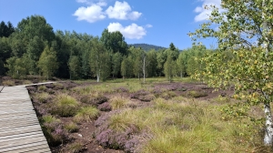 Le sentier bien aménagé