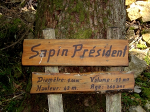 Plaque au pied du Sapin Président