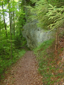 Le sentier dans la forêt