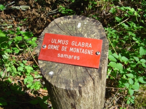 Sur le sentier, plaque donnant le nom des arbres