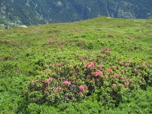 Champ de rhododendrons