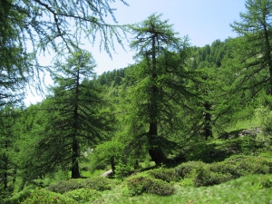 Forêt de mélèzes
