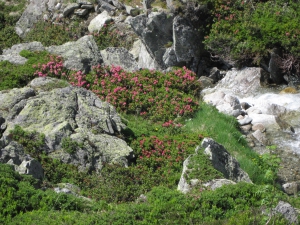 Torrent et rhododendrons