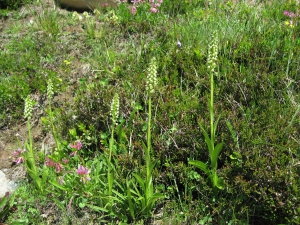 Pseudorchis blanchâtre