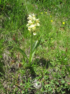 Orchis à odeur de sureau