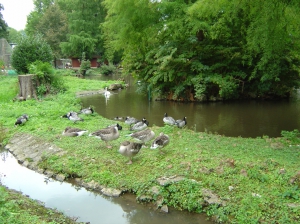 La mare aux canards