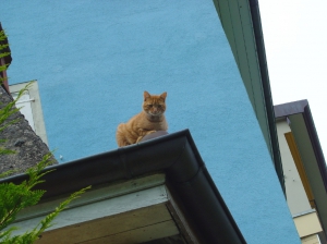 ... le plus beau des postes d'observation...