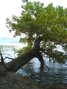 Un arbre tombé dans le lac