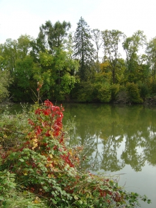 Un plan d'eau, entre Noville et le Port du Vieux-Rhône