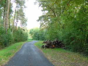 La route menant au port d'Yvonand