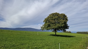La campagne