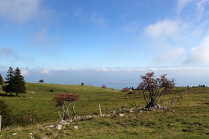 Pâturages des montagnes neuchâteloises