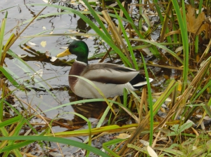 Un canard colvert