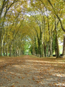 L'Allée des Bourbakis à Colombier NE