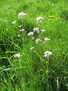 Cardamines des prés