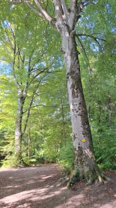Forêt de hêtres