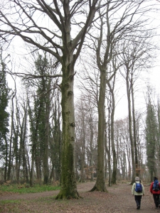 Forêt de hêtres