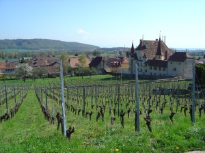 Le château et le vignoble