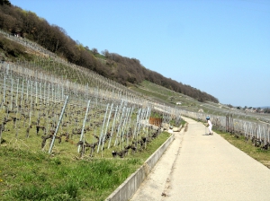 Le chemin à travers les vignes