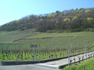 Le vignoble de Cressier