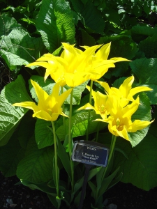 Tulipe, dans le jardin des cinq sens
