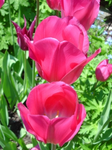 Tulipe (jardin de la vue et des couleurs)