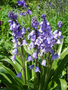 Que de belles rencontre, dans le jardin des couleurs...