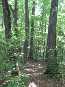 La forêt