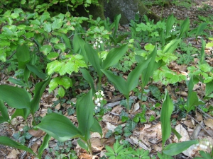 Muguet