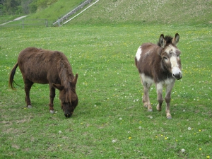 Anes à Burg